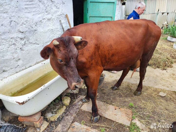 Коровы дойные молочные