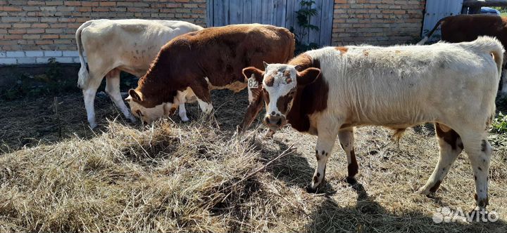 Бычки элитные