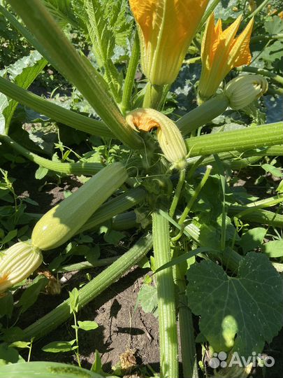 Кабачки свежие с грядки