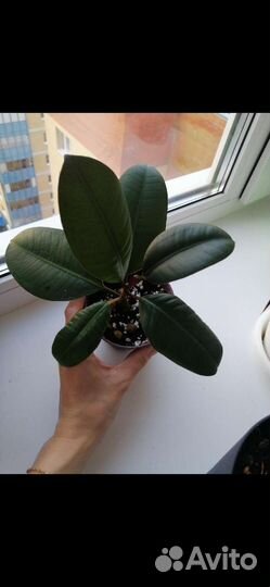 Фикус эластика