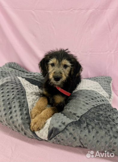 Щенок мальчик