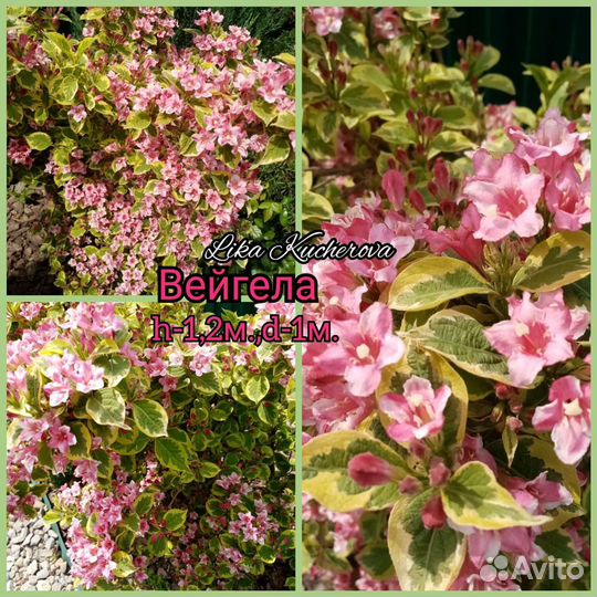 Декоративные кустарники,хвойные