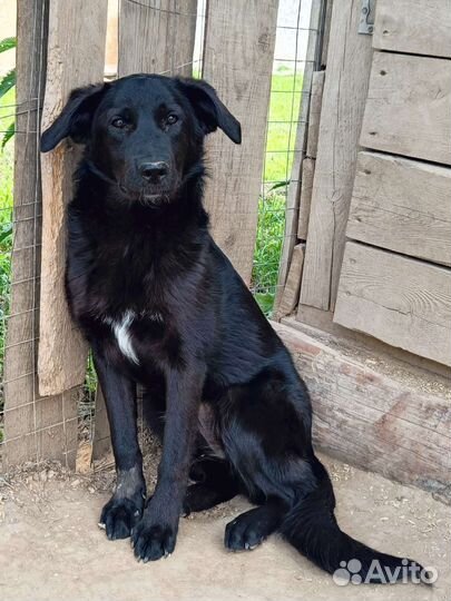 Щенки бесплатно