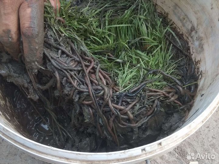 Зеленые черви для рыбалки