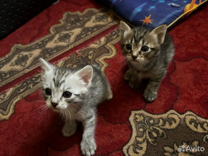 Котята в добрые руки даром