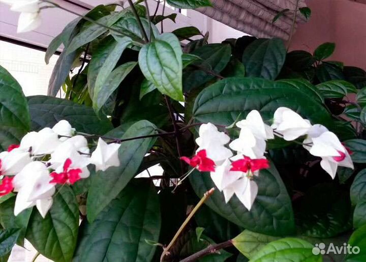 Клеродендрум госпожи Томпсон