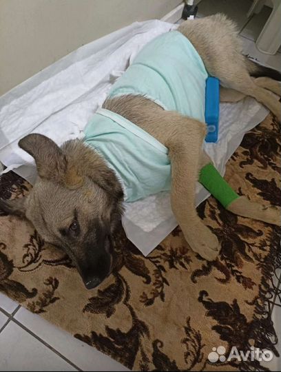 Собака 8 месяцев