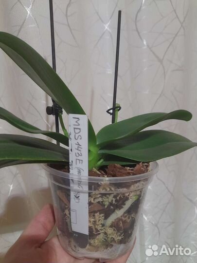 Орхидеи mds143e