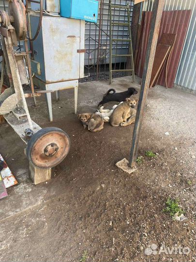 Отдам кутят в добрые руки