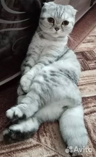 Шотландское чудо