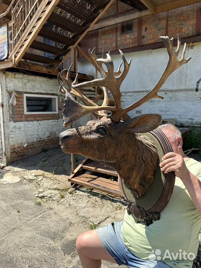 Рога оленя