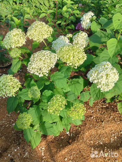 Гортензия древовидная Анабель
