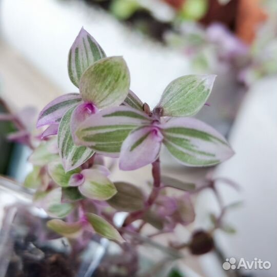 Коллизия розовая пантера