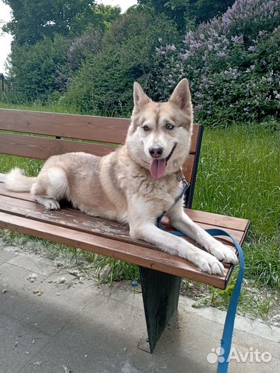 Хаски Жасмин ищет семью