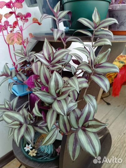 Традисканция Вайлет Хилл цианотис