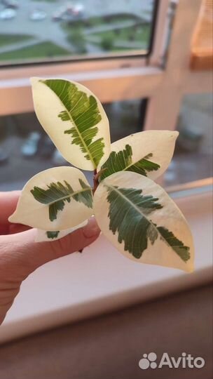 Фикус микрокарпа альбомаргината