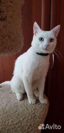 Самый ласковый Сахарок 1год привит кастрирован