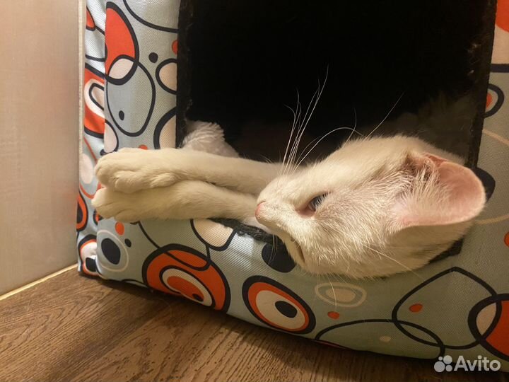 Ласковая маленькая кошечка в добрые руки