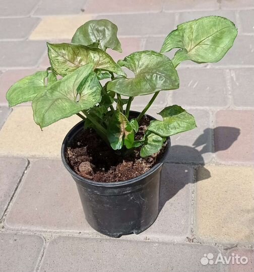 Сингониум кристмас