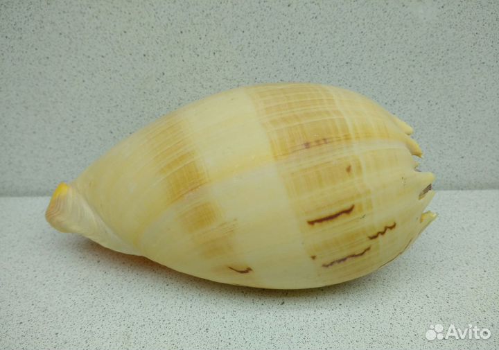 Тона 13,9 морская ракушка раковина