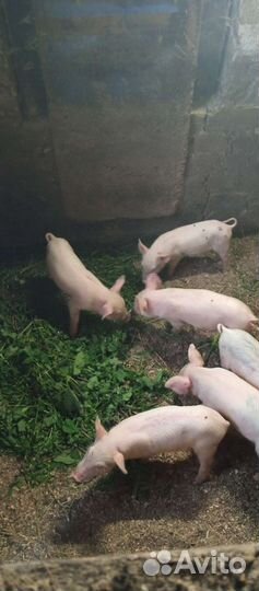 Поросята. Ландрас + дюрок