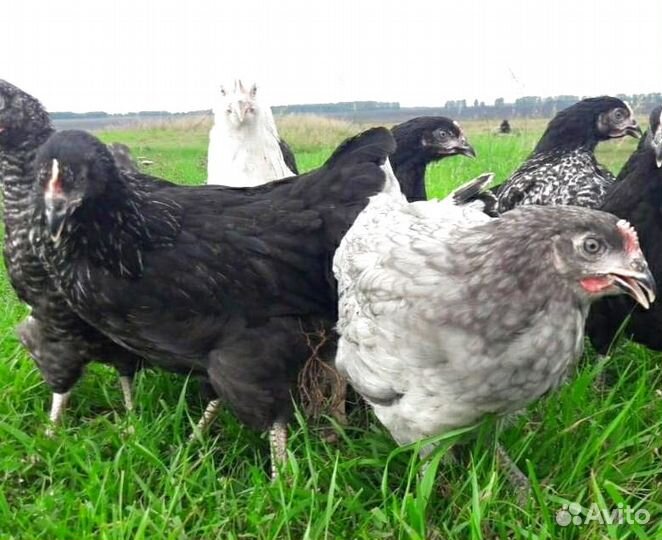 Куры молодки несушки