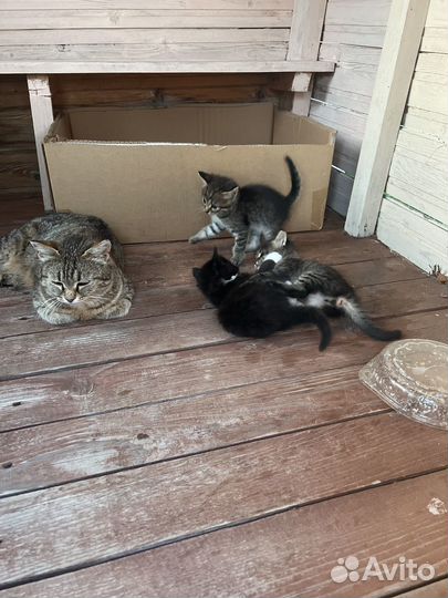 Котята в добрые руки