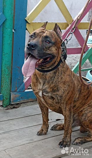 Собака Стаффордширский терьер