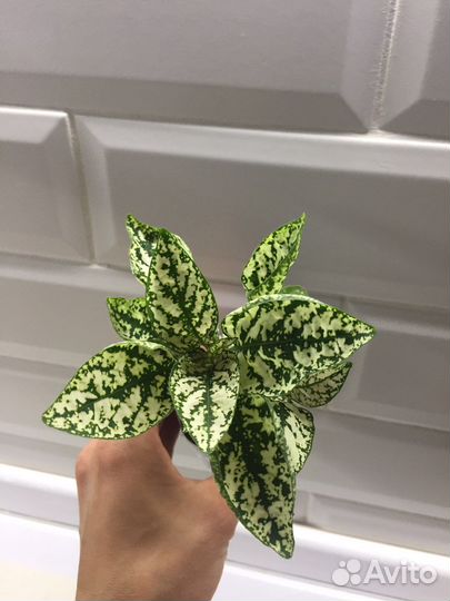 Гипоэстесс белый