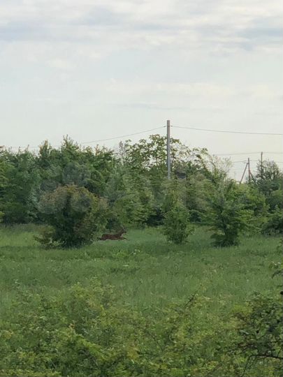 Участок 16 сот. (СНТ, ДНП)