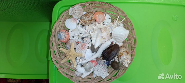 Ракушки и кораллы для декора и аквариума