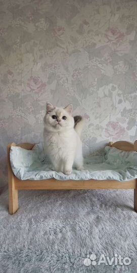 Шотландская принцесса