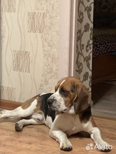 Вязка бигль