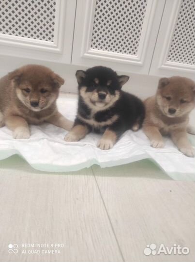 Щенки Сиба шиба ину