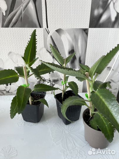 Каланхоэ лечебное