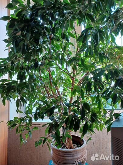 Фикус бенджамина большой