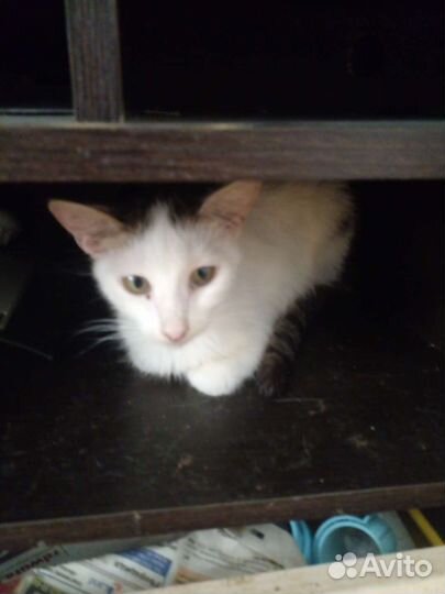 Кошка в дар