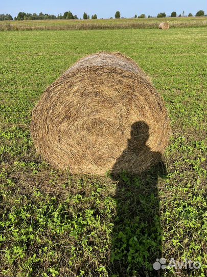 Бюджетное сено в рулонах