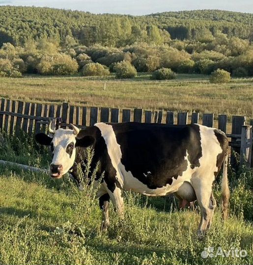 Корова дойная