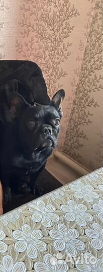 Щенки французского бульдога