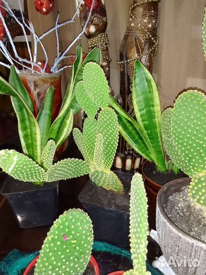 Кактус опунция