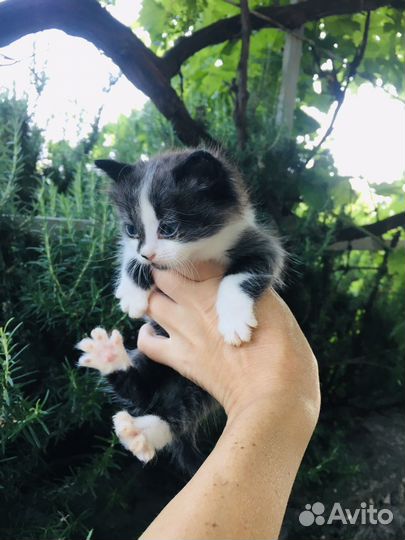 Котик в добрые руки