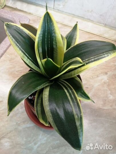 Сансевиерии ханни крео