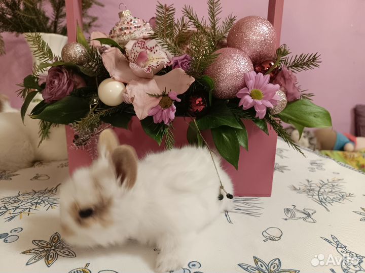 Декоративные кролики