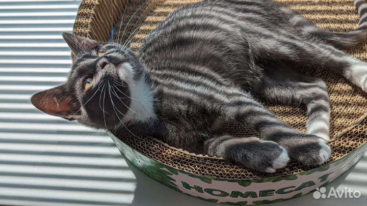 Котёнок попал в приют