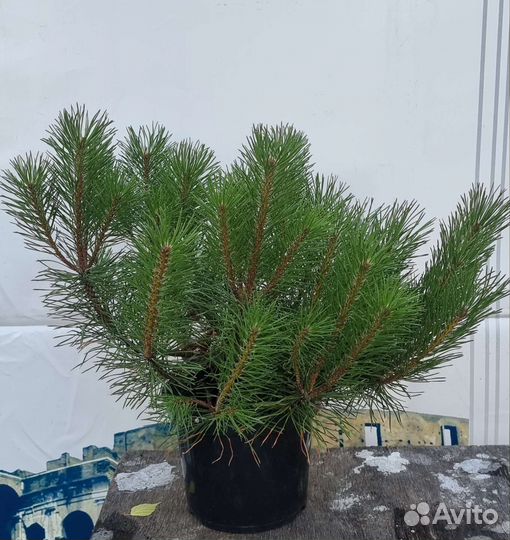 Сосна горная муго пумилио