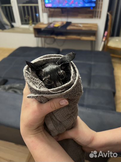 Черный котенок мальчик