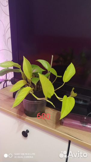 Комнатные домашние растения