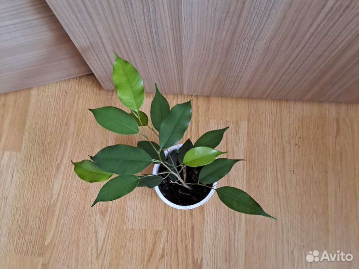 Фикус бенджамина наташа