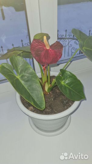 Комнатные цветы антуриум